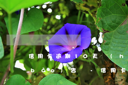 信用卡逾期10天會(huì)上征信報(bào)告嗎-信用卡逾期10天會(huì)上征信報(bào)告嗎怎么辦