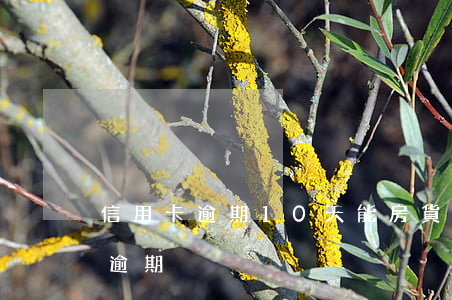 信用卡逾期10天能房貨嗎(信用卡10幾天逾期)