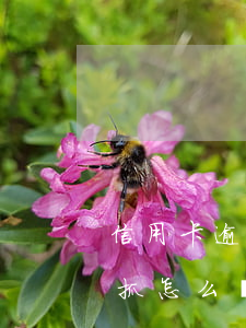 信用卡逾期10天被抓(信用卡逾期10天被抓怎么處理)