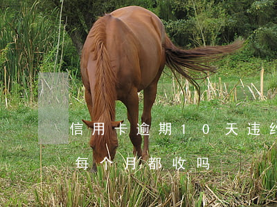 信用卡逾期10天违约金(信用卡逾期违约金每个月都收吗)