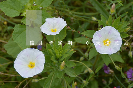 信用卡逾期10天還款后果光大