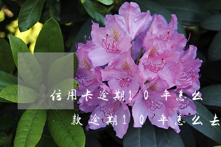 信用卡逾期10年怎么協(xié)商還款(貸款逾期10年怎么去協(xié)商還款)