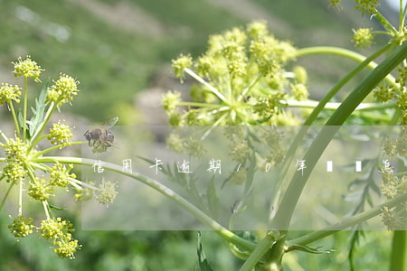 信用卡逾期10年賬單怎么查詢-