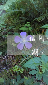信用卡逾期10幾天降低額度嗎-信用卡逾期10幾天降低額度嗎怎么辦