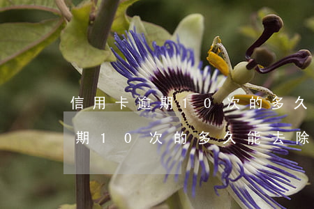 信用卡逾期10次的多久能去除-信用卡逾期10次的多久能去除記錄