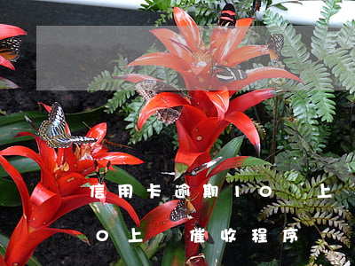 信用卡逾期10萬上門催收(欠信用卡8000上門催收程序)