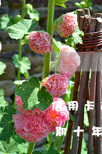 信用卡逾期10萬兩年了-欠信用卡一萬逾期十年
