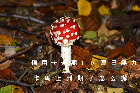 信用卡逾期10萬已無力歸還(欠10萬信用卡馬上到期了怎么辦)