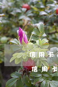 信用卡逾期11個(gè)月可以解封嗎-信用卡逾期11個(gè)月可以解封嗎