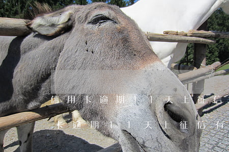 信用卡逾期11天上征信有什么影响-信用卡逾期11天上征信有什么影响吗