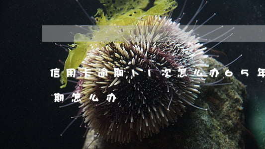 信用卡逾期11次怎么办6(5年内11次逾期怎么办)