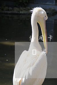 信用卡逾期11次按揭買房(征信逾期11次買房)