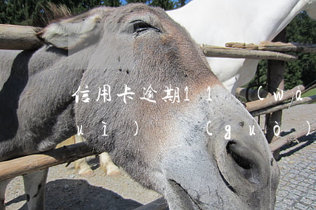 信用卡逾期11萬(wàn)刑偵大隊(duì)讓過(guò)去協(xié)助調(diào)查（信用卡逾期11萬(wàn)）