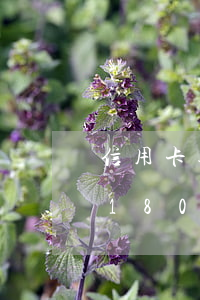 信用卡逾期120天以上怎么補救(征信逾期180天以上怎么辦信用卡)