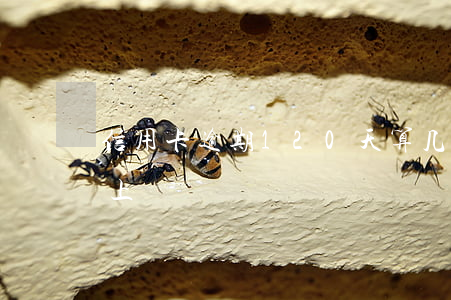 信用卡逾期120天算几次(逾期120天以上)