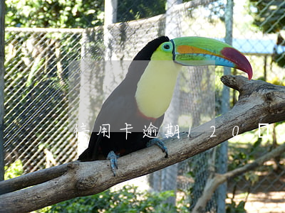信用卡逾期120萬(wàn)判幾年
