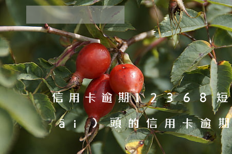 信用卡逾期12368短信 1068開(kāi)頭的信用卡逾期短信