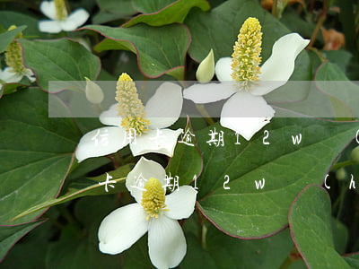 信用卡逾期12w會(huì)坐牢嗎(信用卡逾期12w會(huì)坐牢嗎)