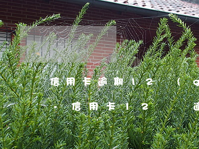 信用卡逾期12個(gè)月要幾年沒有了-信用卡12塊錢逾期