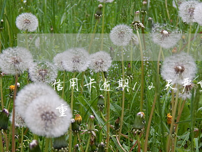 信用卡逾期12天严重(信用卡逾期12天严重)