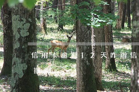 信用卡逾期12天咋辦(信用卡逾期12天咋辦啊)