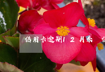 信用卡逾期12月未還(信用卡逾期二十四期)
