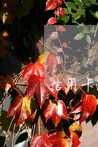 信用卡逾期12期是黑名單嗎(信貸逾期黑名單)