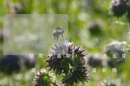 信用卡逾期12次怎么貸款(逾期12次可以商業(yè)貸款嗎)
