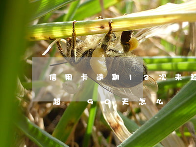 信用卡逾期12次未超過90天-欠信用卡超過90天怎么辦