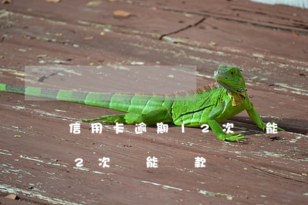 信用卡逾期12次還能貸款嗎(信用卡逾期12次還能貸款嗎)