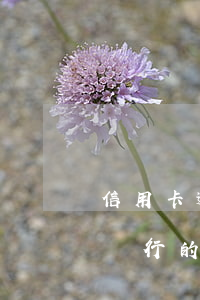 信用卡逾期13天有影響嗎(建設(shè)銀行的信用卡逾期13天會上征信嗎)
