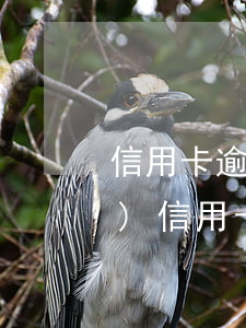信用卡逾期13次卡還在用(三年內(nèi)信用卡逾期3次)