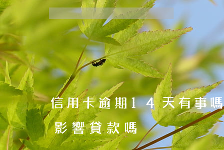 信用卡逾期14天有事嗎(信用卡逾期14天影響貸款嗎)
