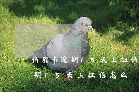 信用卡逾期15天上征信怎么辦-信用卡逾期15天上征信怎么辦呢
