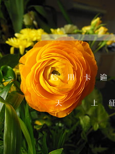 信用卡逾期15天多上征信嗎(信用卡逾期5天,會上征信嗎)