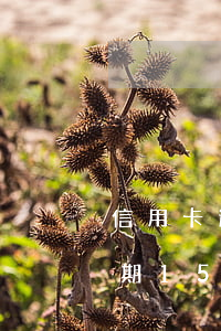 信用卡逾期15天左右會(huì)怎樣(逾期15天會(huì)怎么樣)