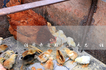 信用卡逾期15天忘還 信用卡逾期15天忘還款怎么辦