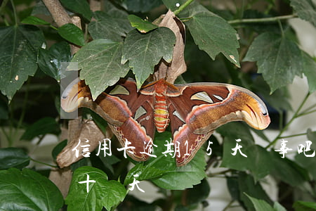 信用卡逾期15天沒事吧(信用卡沒注意逾期十幾天)