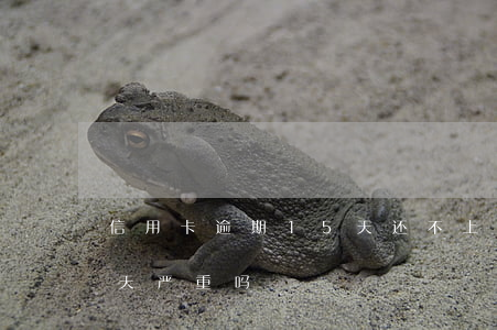 信用卡逾期15天还不上(信用卡逾期了15天严重吗)