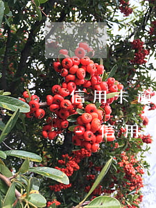 信用卡逾期15天還進(jìn)去封卡嗎-信用卡逾期15天還進(jìn)去封卡嗎