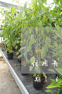 信用卡逾期15萬沒有能力還款-信用卡逾期15萬沒有能力還款怎么辦