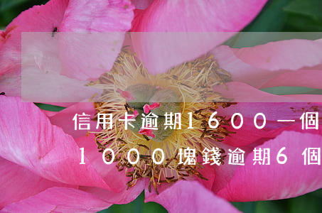信用卡逾期1600一個(gè)月(信用卡1000塊錢逾期6個(gè)月)