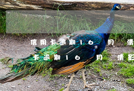 信用卡逾期16個月還清影響征信嗎-信用卡逾期16個月還清影響征信嗎怎么辦
