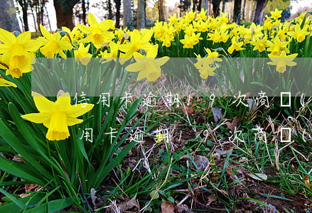 信用卡逾期19次商業(yè)能貸款嗎(信用卡逾期19次商業(yè)能貸款嗎怎么還款)