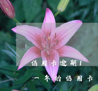 信用卡逾期1個(gè)月可以解凍嗎(逾期一年的信用卡還能解凍嗎)