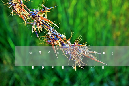 信用卡逾期1個月內(nèi)(逾期一個月還能申請信用卡嗎)