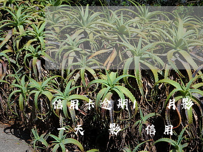 信用卡逾期1個月影響房貸(銀行房貸款逾期一天會影響信用嗎)