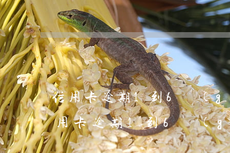 信用卡逾期1到6個(gè)月怎么處理（信用卡逾期1到6個(gè)月怎么處理）