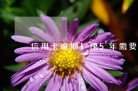 信用卡逾期1塊5年需要還多少-