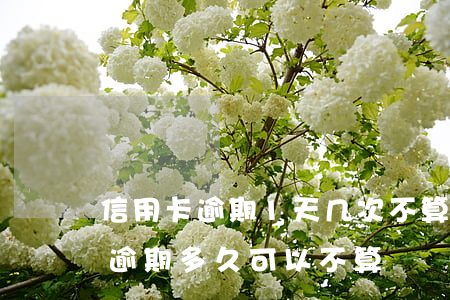 信用卡逾期1天几次不算征信 征信中信用卡逾期多久可以不算